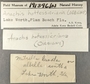 191396 Costoanachis hotessieriana label FMNH IZ