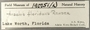 190751 Costoanachis floridana label FMNH IZ