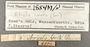 185437 Astyris lunata label FMNH IZ