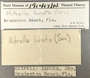 191417 Astyris lunata label FMNH IZ