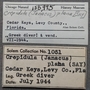 155995 Crepidula plana labels IZ