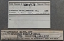 183944 Crepidula plana labels IZ