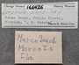 166426 Crepidula plana labels IZ