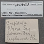 184784 Crepidula plana labels IZ