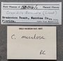 188016 Crepidula maculosa labels IZ