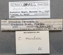 188011 Crepidula maculosa labels IZ