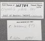 165789 Crepidula lessonii labels IZ