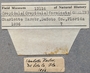 13116 Crepidula fornicata labels IZ