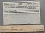 5334 Crepidula fornicata labels IZ