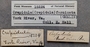 15224 Crepidula fornicata labels IZ