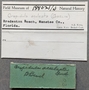 188021 Bostrycapulus aculeatus labels IZ