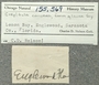 155569 Crepidula convexa labels IZ