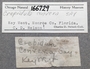 166729 Crepidula convexa labels IZ