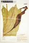 Urospatha grandis Schott, Costa Rica, B. E. Hammel 8337, F