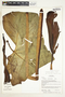 Urospatha grandis Schott, Panama, R. B. Foster 14717, F