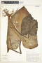 Xanthosoma mexicanum Liebm., Costa Rica, W. D. Stevens 13592, F
