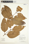 Vismia gracilis Hieron., Peru, C. Sobrevila 1842, F