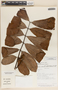 Carapa guianensis Aubl., Costa Rica, G. Herrera 1091, F