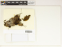 The complete conversion and digitization of the Field Museum's Bryophyte collection: Working towards a networking hub of bryophyte specimen and taxonomic data | Acrobolbus concinnus (Mitt.) Grolle, New Zealand, J. J. Engel 21961, F