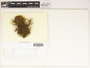 The complete conversion and digitization of the Field Museum's Bryophyte collection: Working towards a networking hub of bryophyte specimen and taxonomic data | Acrobolbus concinnus (Mitt.) Grolle, New Zealand, J. J. Engel 23690, F