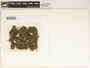 The complete conversion and digitization of the Field Museum's Lichen collection: Working towards a networking hub of lichen specimen and taxonomic data | Vezdaea aestivalis (Ohlert) Tscherm.-Woess & Poelt, Czech Republic, A. Vezda 10180, F