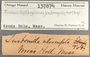 137874 Turbonilla interrupta label FMNH IZ