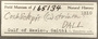 165134 Cochliolepis striata label FMNH IZ