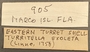 309659 Turritella exoleta label FMNH IZ