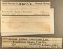 183517 Argopecten gibbus label FMNH IZ