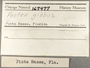 167477 Argopecten gibbus label FMNH IZ