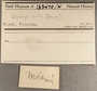 183470 Caribachlamys sentis label FMNH IZ