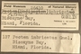 26410 Caribachlamys pellucens label FMNH IZ