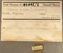 183442 Caribachlamys ornata label FMNH IZ