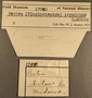 17990 Argopecten irradians label FMNH IZ