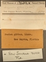 183542 Argopecten gibbus label FMNH IZ