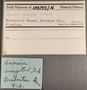 183195 Anomia simplex label FMNH IZ