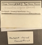 197137 Crassostrea virginica label FMNH IZ