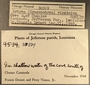 30509 Crassostrea virginica label FMNH IZ