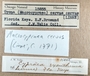 Label image for lot 15855 (Macrocypraea cervus)