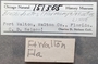 151505 Brachidontes exustus label FMNH IZ