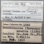 155982 Brachidontes exustus label FMNH IZ