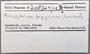 208324 Arcuatula papyria label FMNH IZ