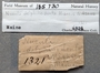 185730 Ennucula delphinodonta label FMNH IZ