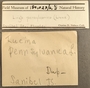 184023 Lucina pensylvanica label back FMNH IZ