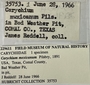 229611 Carychium mexicanum label FMNH IZ