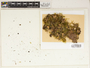 The complete conversion and digitization of the Field Museum's Lichen collection: Working towards a networking hub of lichen specimen and taxonomic data