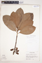 Pouteria aubrevillei Bernardi, Peru, M. Rimachi Y. 3098, F