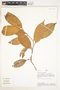 Pouteria lucumifolia (Reissek ex Maxim.) T. D. Penn., Peru, A. H. Gentry 36479, F