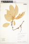 Pouteria reticulata subsp. reticulata, Peru, W. Pariona 38, F