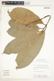 Pouteria durlandii (Standl.) Baehni, Peru, J. Salick 7335, F